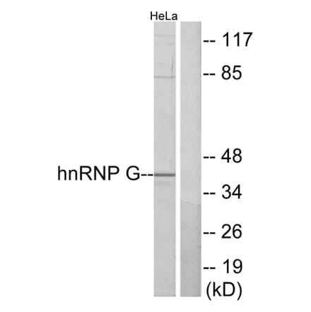 Western Blot - Anti-hnRNP G Antibody (C10581) - Antibodies.com
