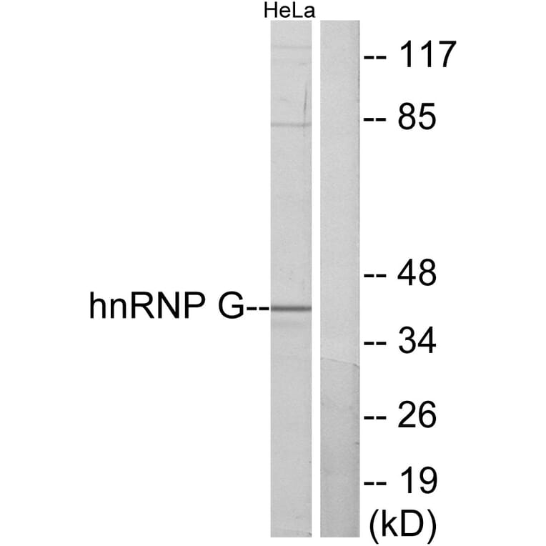 Western Blot - Anti-hnRNP G Antibody (C10581) - Antibodies.com