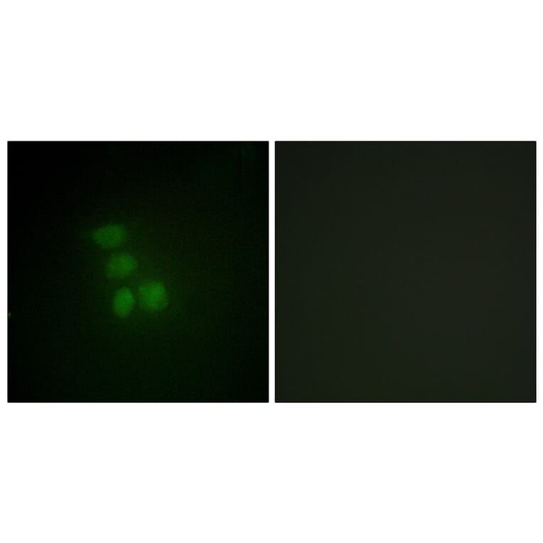 Immunofluorescence - Anti-hnRNP G Antibody (C10581) - Antibodies.com