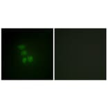 Immunofluorescence - Anti-hnRNP G Antibody (C10581) - Antibodies.com