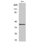 Western Blot - Anti-hnRNP G Antibody (C10581) - Antibodies.com