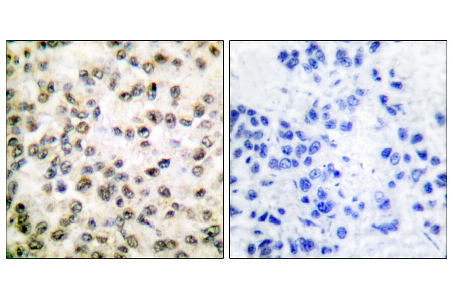 Immunohistochemistry - Anti-CREB-BP Antibody (C0161) - Antibodies.com