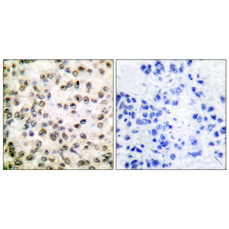 Immunohistochemistry - Anti-CREB-BP Antibody (C0161) - Antibodies.com