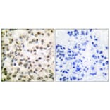 Immunohistochemistry - Anti-CREB-BP Antibody (C0161) - Antibodies.com