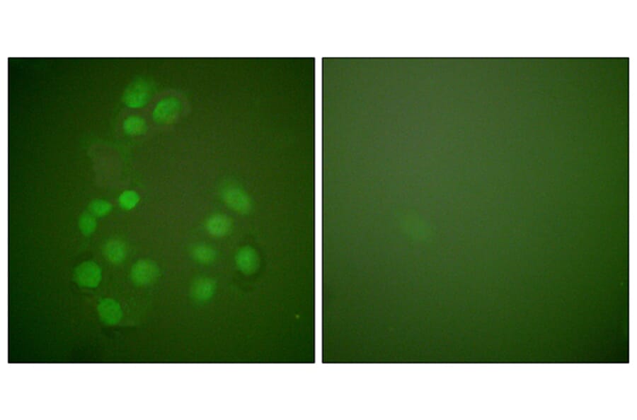 Immunofluorescence - Anti-CREB-BP Antibody (C0161) - Antibodies.com