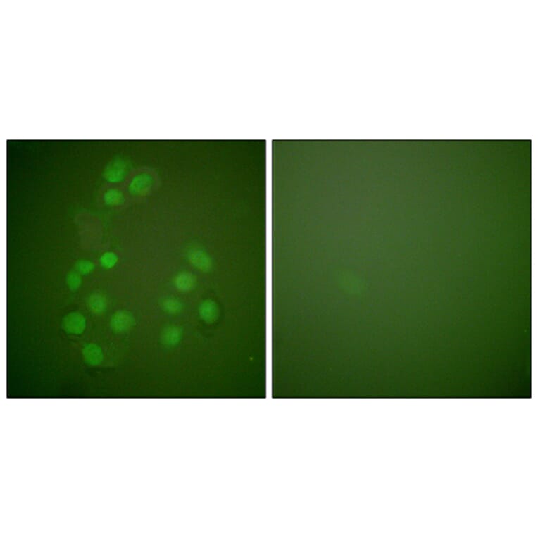 Immunofluorescence - Anti-CREB-BP Antibody (C0161) - Antibodies.com