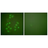 Immunofluorescence - Anti-CREB-BP Antibody (C0161) - Antibodies.com
