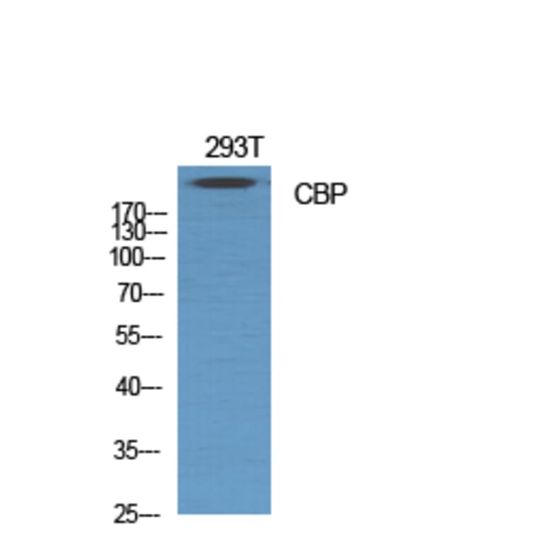 Western Blot - Anti-CREB-BP Antibody (C0161) - Antibodies.com