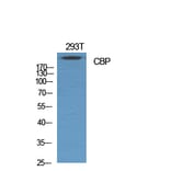 Western Blot - Anti-CREB-BP Antibody (C0161) - Antibodies.com