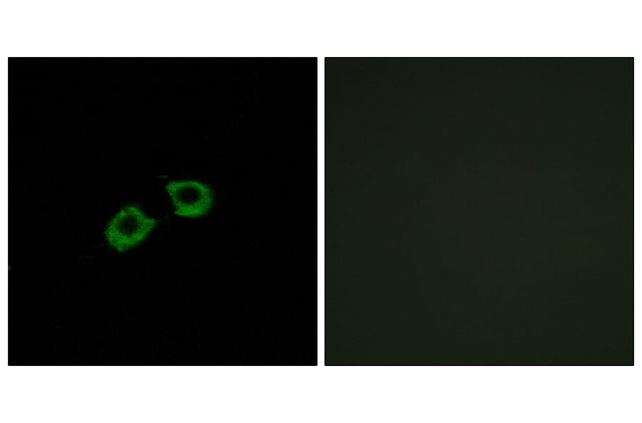 Immunofluorescence - Anti-ARFGEF2 Antibody (C14804) - Antibodies.com