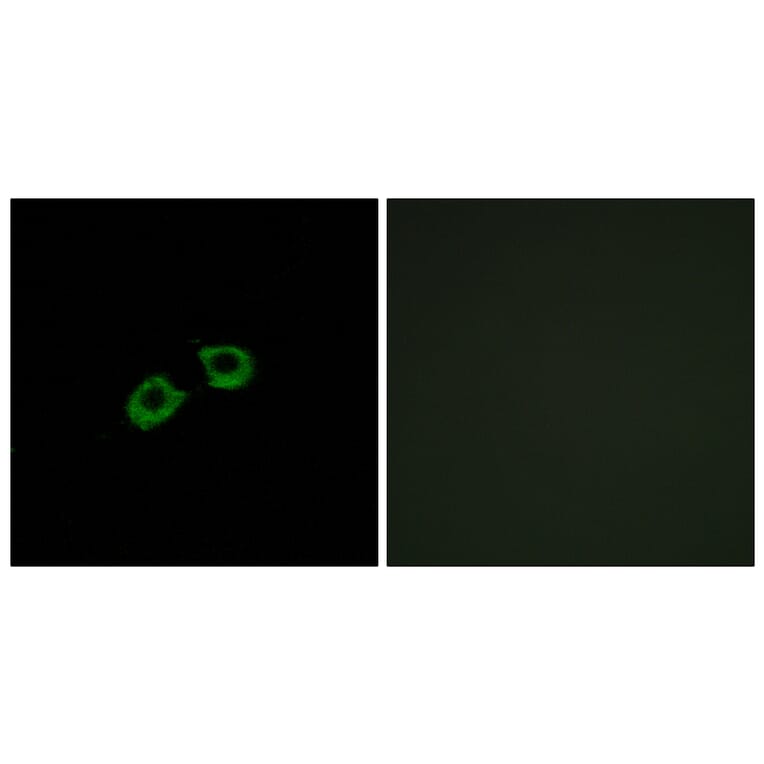 Immunofluorescence - Anti-ARFGEF2 Antibody (C14804) - Antibodies.com