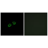 Immunofluorescence - Anti-ARFGEF2 Antibody (C14804) - Antibodies.com