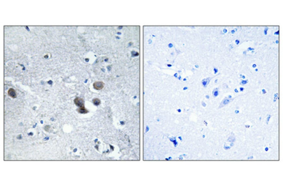 Immunohistochemistry - Anti-ARFGEF2 Antibody (C14804) - Antibodies.com