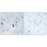 Immunohistochemistry - Anti-ARFGEF2 Antibody (C14804) - Antibodies.com