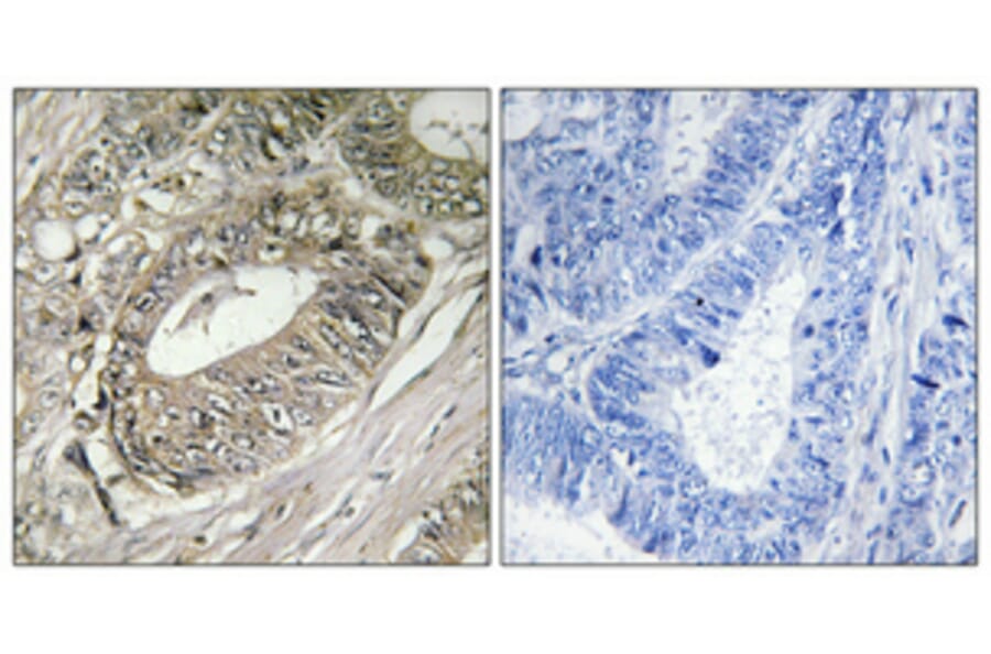 Immunohistochemistry - Anti-ARFGEF2 Antibody (C14804) - Antibodies.com