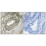 Immunohistochemistry - Anti-ARFGEF2 Antibody (C14804) - Antibodies.com