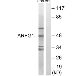 Western Blot - Anti-ARFGAP1 Antibody (C14345) - Antibodies.com