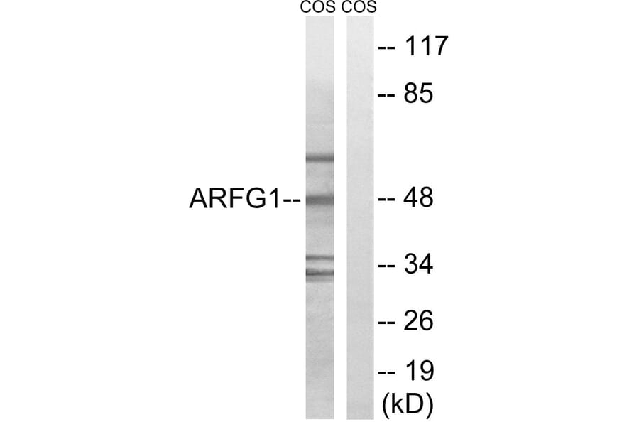 Western Blot - Anti-ARFGAP1 Antibody (C14345) - Antibodies.com