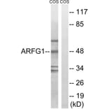 Western Blot - Anti-ARFGAP1 Antibody (C14345) - Antibodies.com