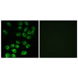 Immunofluorescence - Anti-ARFGAP1 Antibody (C14345) - Antibodies.com