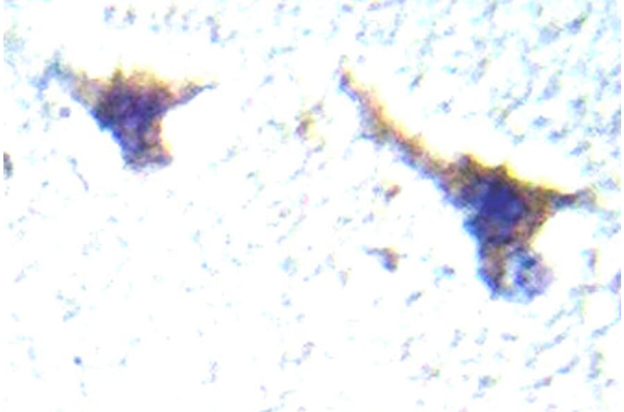 Immunohistochemistry - Anti-PKC mu Antibody (R12-2310) - Antibodies.com