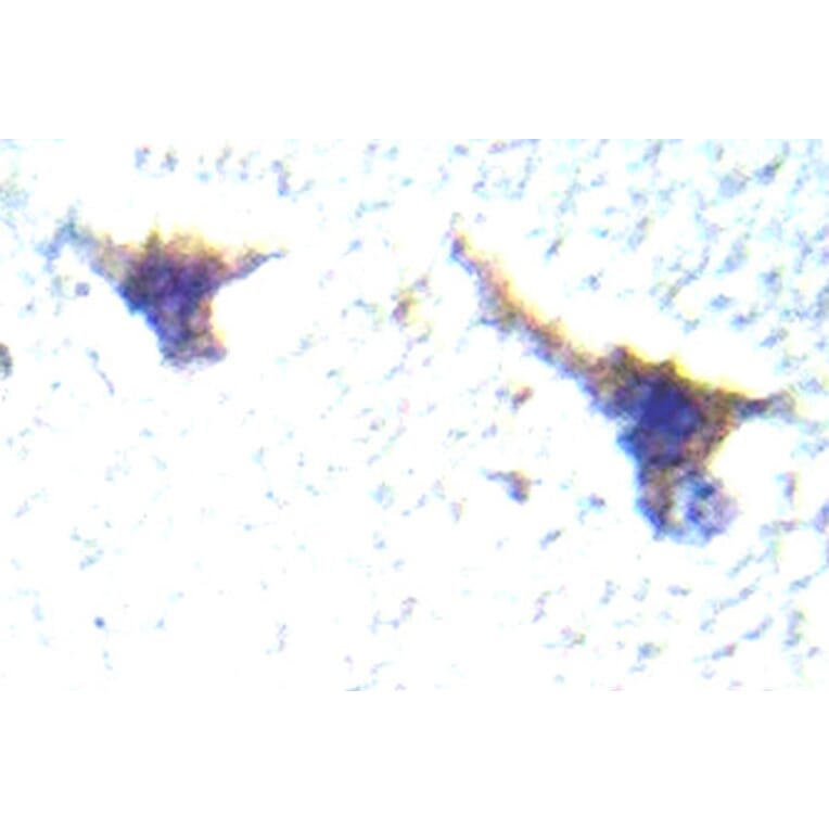 Immunohistochemistry - Anti-PKC mu Antibody (R12-2310) - Antibodies.com