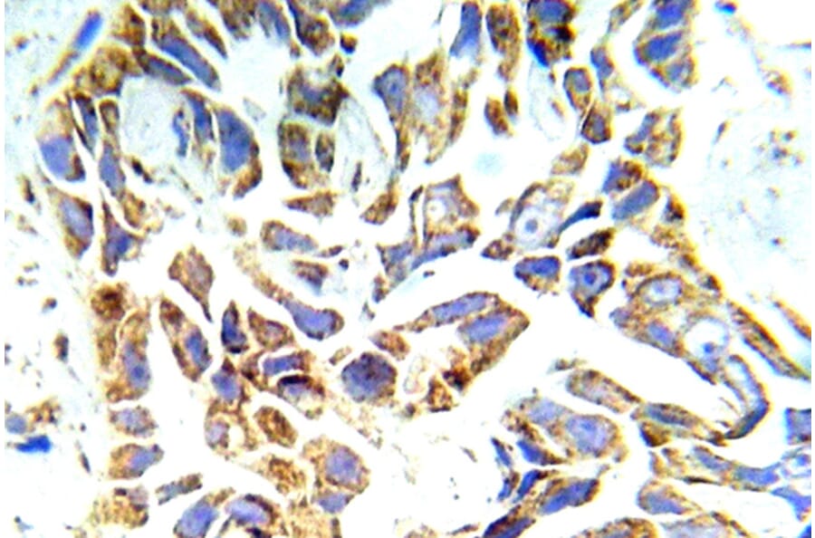 Immunohistochemistry - Anti-PKC mu Antibody (R12-2311) - Antibodies.com