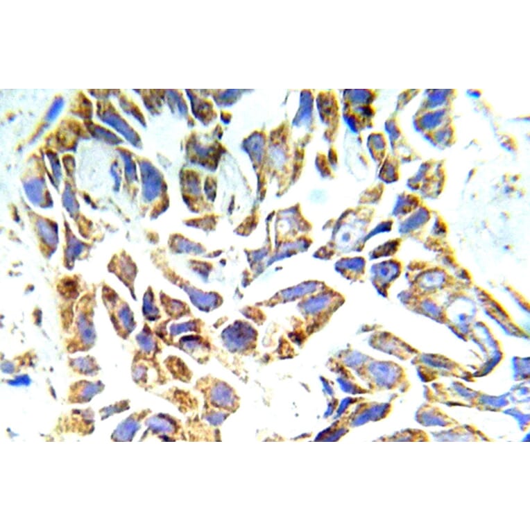 Immunohistochemistry - Anti-PKC mu Antibody (R12-2311) - Antibodies.com