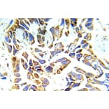 Immunohistochemistry - Anti-PKC mu Antibody (R12-2311) - Antibodies.com