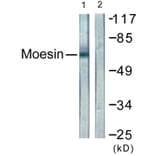 Western Blot - Anti-Moesin Antibody (B1102) - Antibodies.com