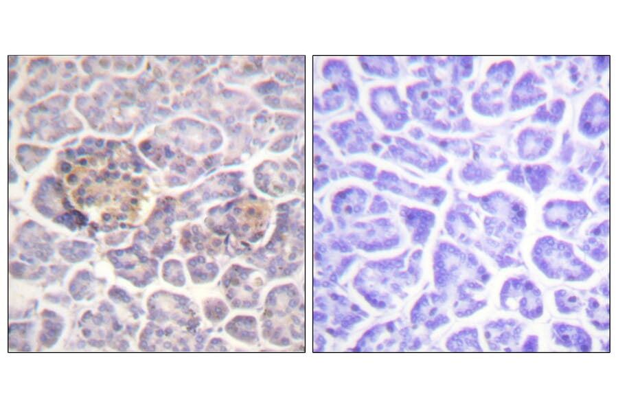 Immunohistochemistry - Anti-Moesin Antibody (B1102) - Antibodies.com
