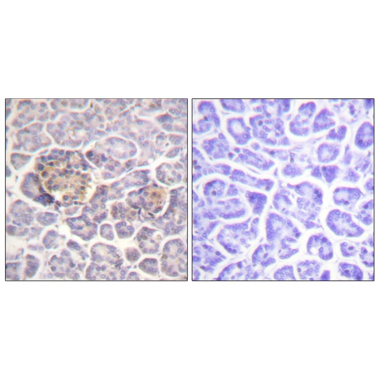 Immunohistochemistry - Anti-Moesin Antibody (B1102) - Antibodies.com