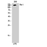 Western Blot - Anti-VEGFR2 Antibody (B7253) - Antibodies.com