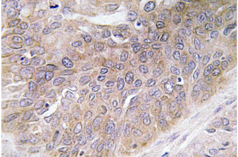 Immunohistochemistry - Anti-VEGF-D Antibody (R12-2408) - Antibodies.com
