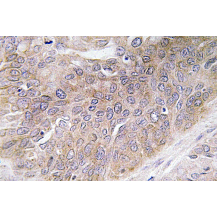 Immunohistochemistry - Anti-VEGF-D Antibody (R12-2408) - Antibodies.com