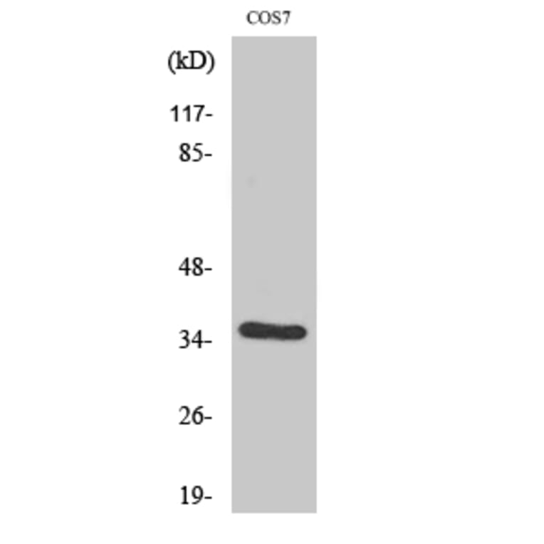 Western Blot - Anti-VEGF-D Antibody (R12-2408) - Antibodies.com