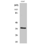 Western Blot - Anti-VEGF-D Antibody (R12-2408) - Antibodies.com