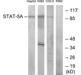 Western Blot - Anti-STAT5A Antibody (B7227) - Antibodies.com