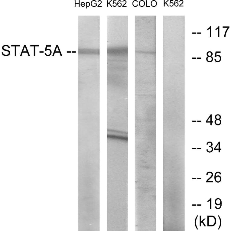 Western Blot - Anti-STAT5A Antibody (B7227) - Antibodies.com
