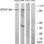 Western Blot - Anti-STAT5A Antibody (B7227) - Antibodies.com