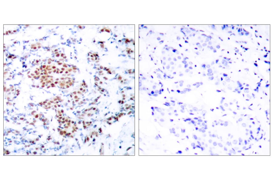 Immunohistochemistry - Anti-STAT5A Antibody (B7227) - Antibodies.com