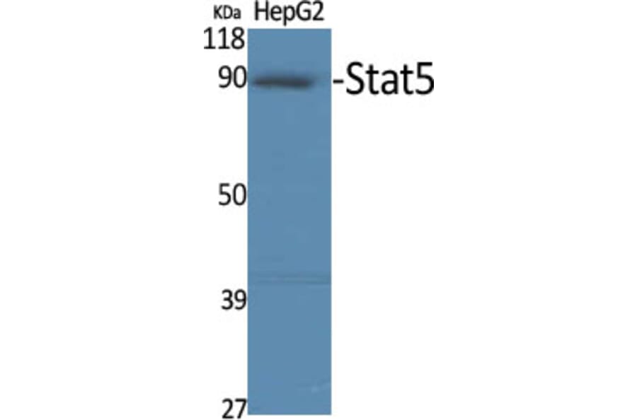 Western Blot - Anti-STAT5A Antibody (B7227) - Antibodies.com