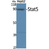 Western Blot - Anti-STAT5A Antibody (B7227) - Antibodies.com