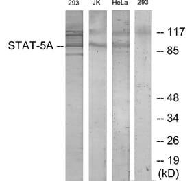 Western Blot - Anti-STAT5A Antibody (B7226) - Antibodies.com