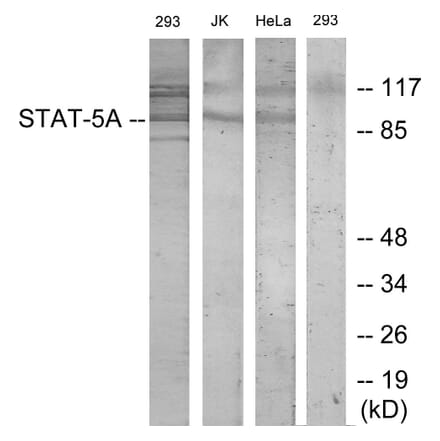 Western Blot - Anti-STAT5A Antibody (B7226) - Antibodies.com