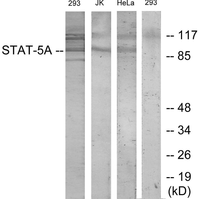 Western Blot - Anti-STAT5A Antibody (B7226) - Antibodies.com