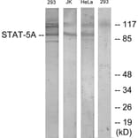 Western Blot - Anti-STAT5A Antibody (B7226) - Antibodies.com