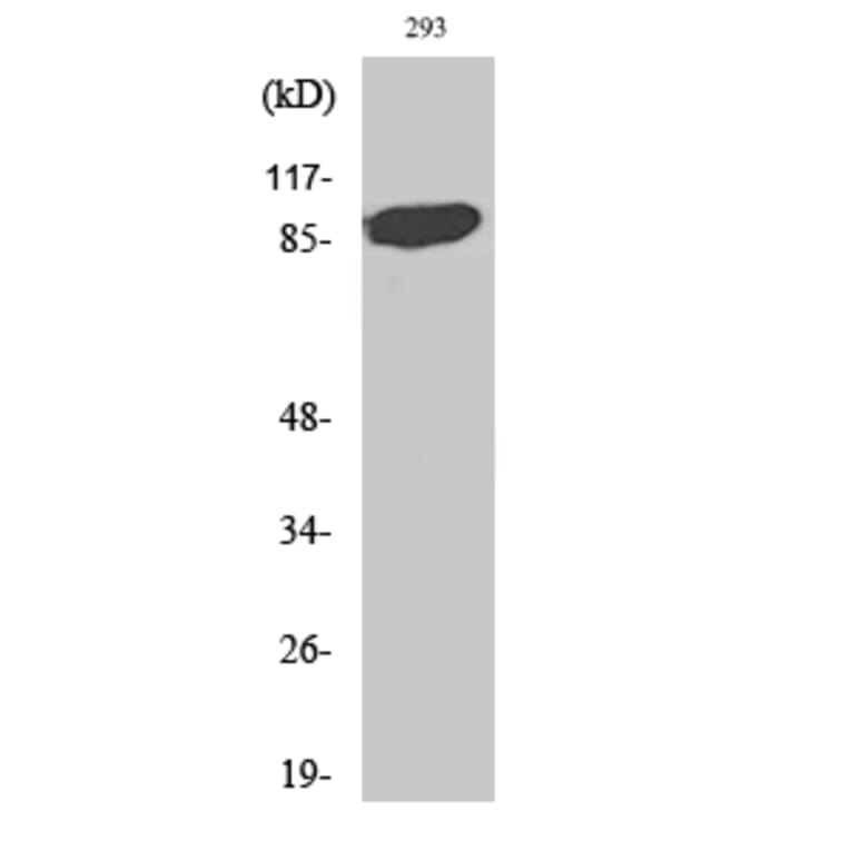Western Blot - Anti-STAT5A Antibody (B7226) - Antibodies.com