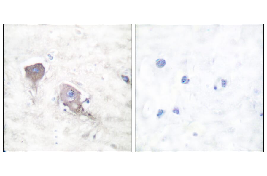 Immunohistochemistry - Anti-SNAP25 Antibody (C0326) - Antibodies.com