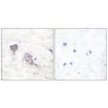 Immunohistochemistry - Anti-SNAP25 Antibody (C0326) - Antibodies.com